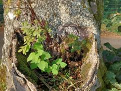 Nachhaltige Holznutzung