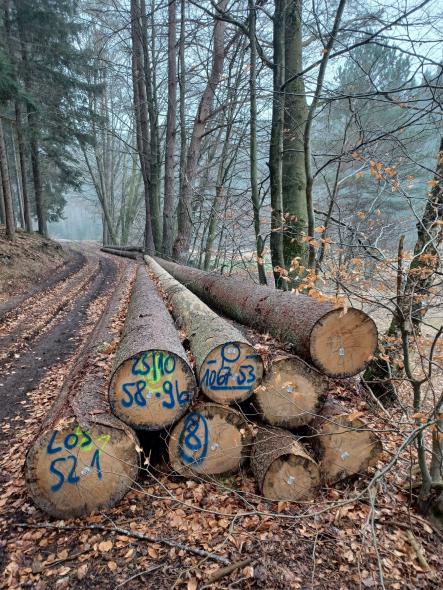Holz im Wald