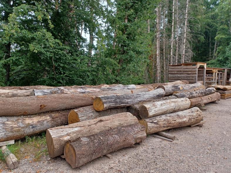 Holz im Wald